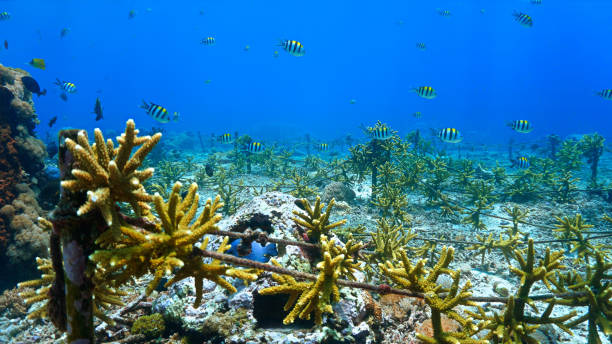 istock Underwater coral conservation as unrealistic summer meadow 2151369660