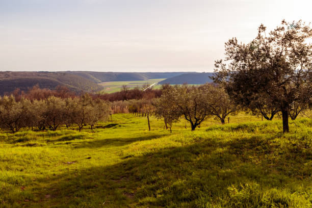 Spring is coming in the fields of Croatia