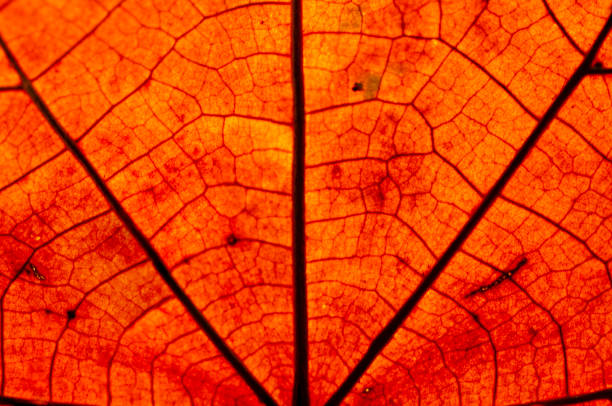 istock Macro view on textured autumn brown leaf 2151371418