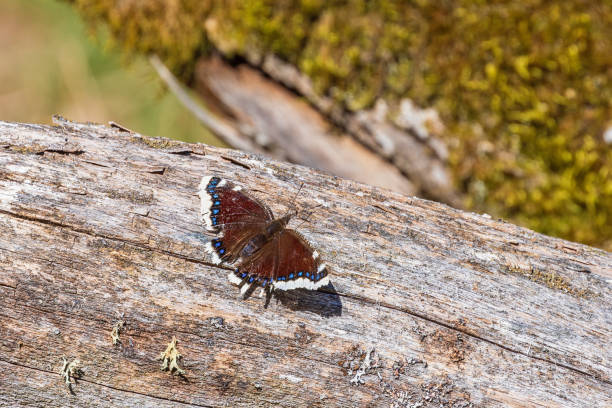 istock Mourning cloak butterfly on a tree log with spread wings 2151371659
