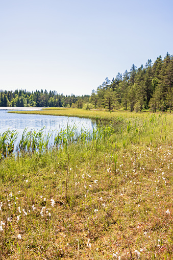 Beach on a forest lake by a bog in the summer