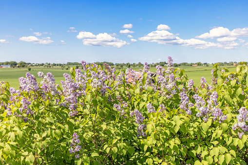 Lilac flowers in full bloom on the countryside