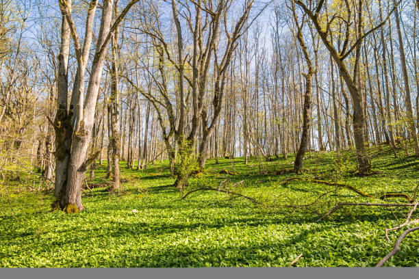 Beautiful spring day with budding trees in a forest och green ramsons leaves
