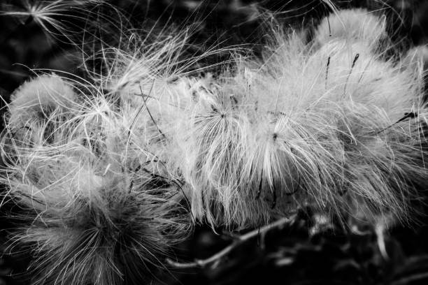 This black-and-white photograph captures the intricate details of seed heads bursting with ethereal fluff. The delicate fibers twist and swirl together, creating a mesmerizing web of lines that dance in the breeze. Their wispy nature stands out starkly against the dark background, emphasizing the contrast between light and shadow. The composition is artfully arranged, drawing the viewer into the complex textures and patterns woven by nature. Each seed appears poised for flight, ready to scatter on the wind. The overall image conveys a sense of delicate transience and timeless beauty, celebrating nature's endless cycle of growth and renewal.