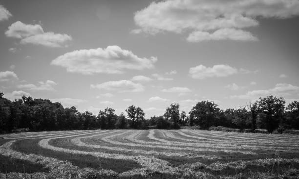 istock Swept Away: Patterns of the Harvested Field 2151372776