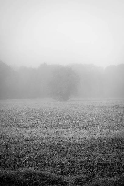 A serene and atmospheric black-and-white photograph of a misty field. The image captures the quiet beauty of the countryside on a foggy morning, with the field stretching out towards a distant tree partially shrouded in mist. The soft, diffused light creates an ethereal and tranquil ambiance, highlighting the calm and peaceful nature of the scene. The monochrome palette enhances the timeless and mystical quality of the landscape, emphasizing the minimalist and moody atmosphere. This picturesque view encapsulates the serene beauty of a rural morning enveloped in mist, showcasing the harmonious blend of nature and tranquility.