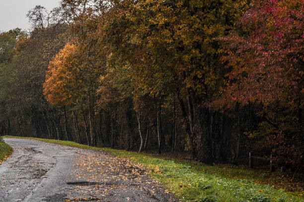 istock Autumn Road Through Colorful Forest 2151372950