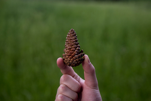 cones in the forest
