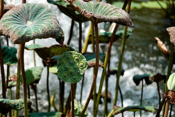 istock Lotus seeds flower growing in pond. 2151374184