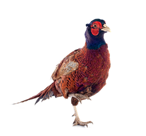 istock Male European Common Pheasant 2151376633