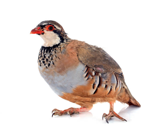 istock French Partridge, Alectoris rufa 2151376634