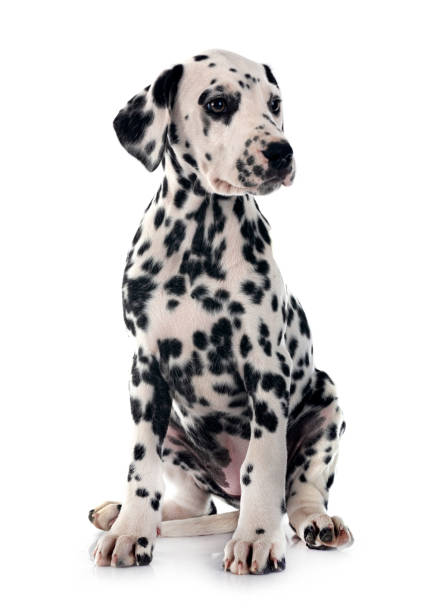 istock puppy dalmatian in studio 2151376725