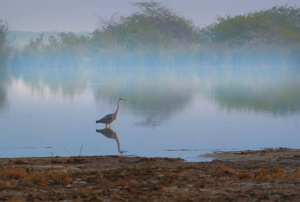 Grey Heron.The grey heron (Ardea cinerea) is a long-legged wading bird of the heron family, Ardeidae, native throughout temperate Europe and Asia, and also parts of Africa. It is resident in much of its range, but some populations from the more northern parts migrate southwards in autumn. A bird of wetland areas, it can be seen around lakes, rivers, ponds, marshes and on the sea coast. It feeds mostly on aquatic creatures which it catches after standing stationary beside or in the water, or stalking its prey through the shallows.Standing up to 1 metre (3 ft 3 in) tall, adults weigh from 1 to 2 kg (2 to 4 lb). They have a white head and neck with a broad black stripe that extends from the eye to the black crest. The body and wings are grey above and the underparts are greyish-white, with some black on the flanks. The long, sharply pointed beak is pinkish-yellow and the legs are brown.The birds breed colonially in spring in heronries, usually building their nests high in trees. A clutch of usually three to five bluish-green eggs is laid. Both birds incubate the eggs for around 25 days, and then both feed the chicks, which fledge when 7-8 weeks old. Many juveniles do not survive their first winter, but if they do, they can expect to live for about 5 years.In Ancient Egypt, the deity Bennu was depicted as a heron in New Kingdom artwork. In Ancient Rome, the heron was a bird of divination. Roast heron was once a specially prized dish; when George Neville became Archbishop of York in 1465, 400 herons were served to the guests.