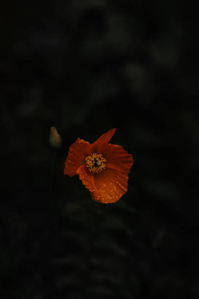 Red flower on the dark green background. space for text.