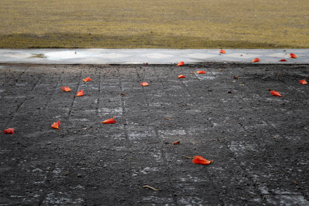 istock Spathodea campanulata or orange fountain tree flowers on the ground 2151378015