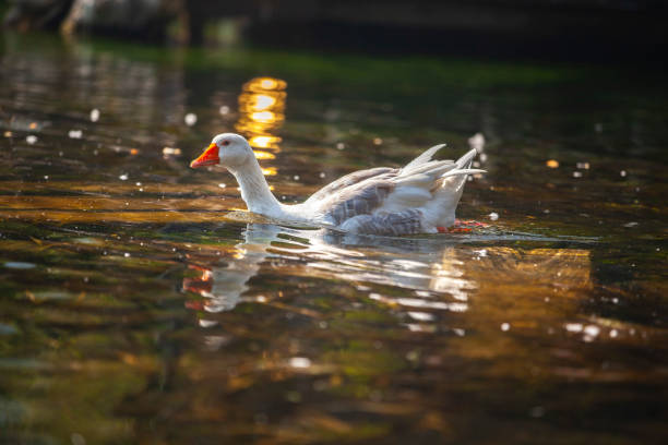 istock 