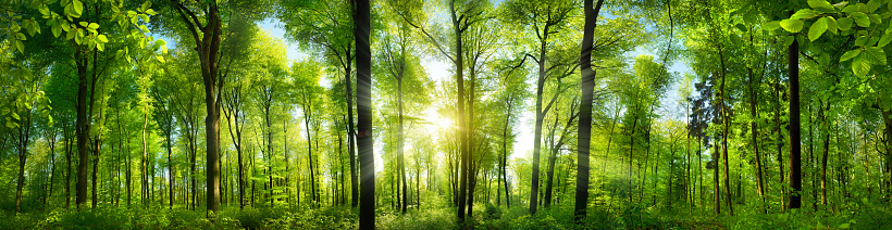 Extra wide panorama of an amazing scenic forest with fresh green beech trees and the sun casting its rays of light through the foliage