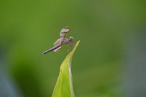 Dragonfly on green nature