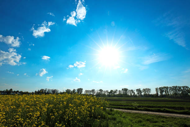 Canola field farm and crops in rural Manitoba Canada