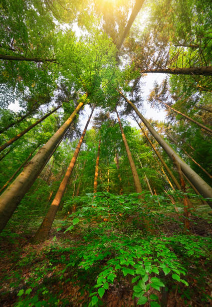 Looking up through beech trees