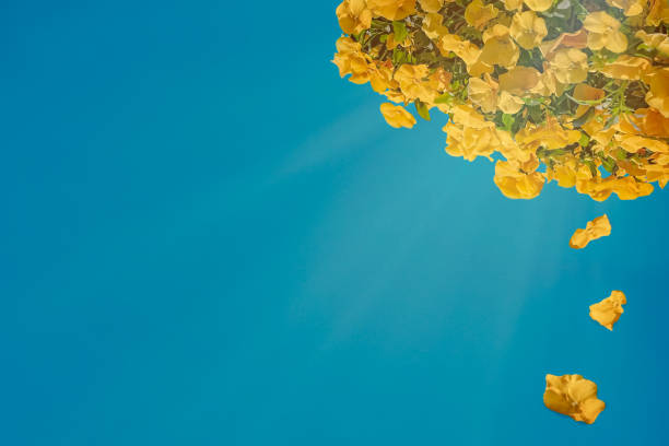 yellow poui against blue sky