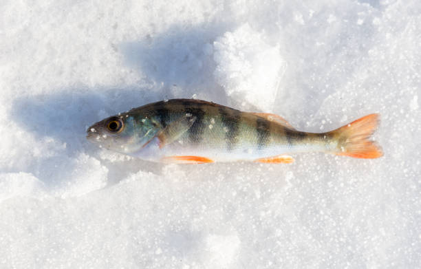 Perch fish lies on the snow in winter. Close-up.