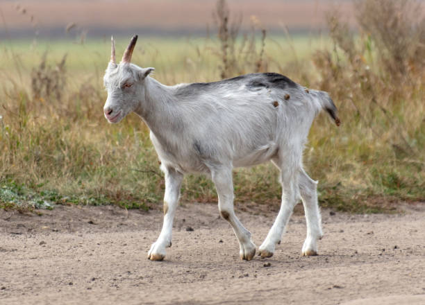 istock A goat walks along a dirt road to a pasture 2151380539