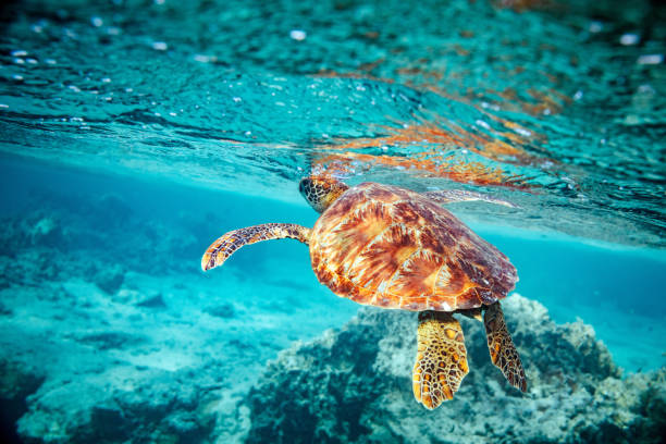 istock Beautiful green sea turtle rises to the surface for air 2151380802