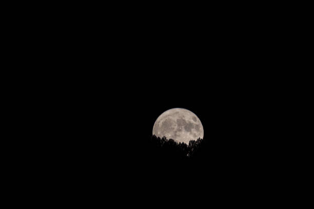 Moonlit Grove: Full Moon Rising Amidst Enchanted Trees.Within the mystical grove, the full moon ascends above the horizon, casting an ethereal light amidst the enchanted trees, creating a scene of serene wonder