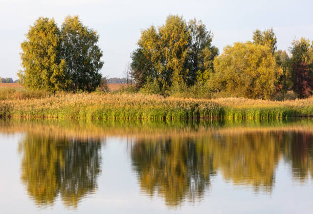 istock Trees with reeds on a lake in summer 2151382257