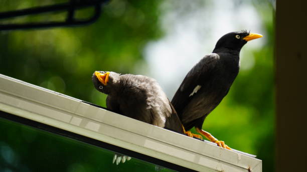 Java Myna Flying 110+ Singapore Myna Birds Stock Photos, Pictures & Royalty-Free Images ...