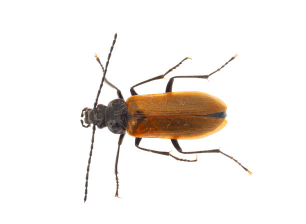 istock Darkling beetle isolated on white background, Pseudocistela ceramboides 2151382706