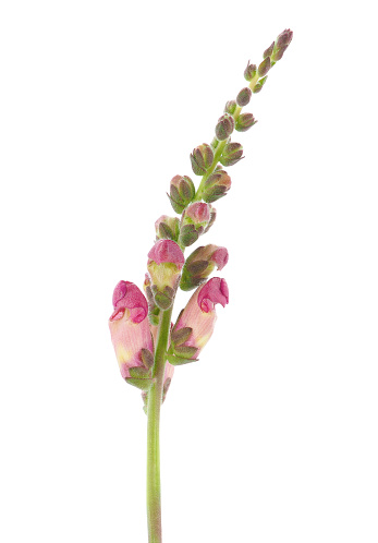 Antirrhinum majus, the common snapdragon, is a species of flowering plant belonging to the genus Antirrhinum