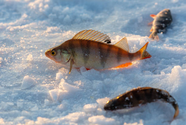istock Perch fish lies on the snow in winter. Close-up 2151383113