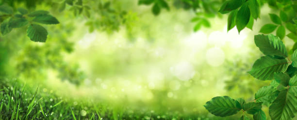 istock Green leaves framing a beautiful nature background with bokeh 2151384029