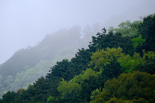 Tree-covered mountain covered in morning mist. Vivid green foliage typical of May in Japan. Higher ground on right side.