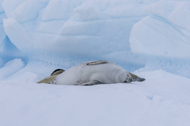 A vertical closeup of a king penguin standing on the ground covered in the snow in Hokkaido in Japan