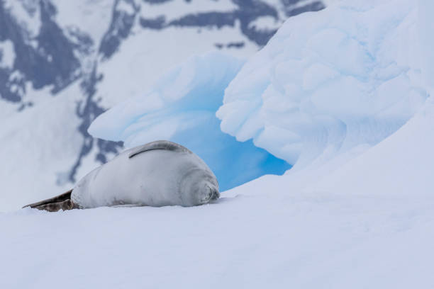 Charlotte Bay is on the west coast of Antarctic Peninsula and was discovered by Adrien de Gerlache.