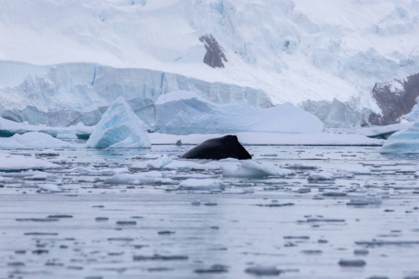 Portal Point, Charlotte Bay, Antarctica, Part 2