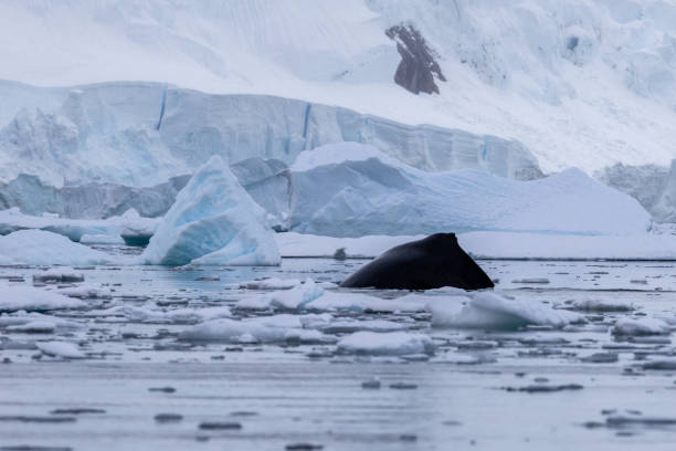 istock Portal Point, Charlotte Bay, Antarctica, Part 2 2151385406