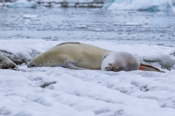 istock Portal Point, Charlotte Bay, Antarctica, Part 2 2151385459