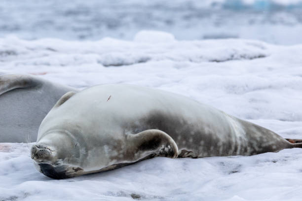 istock Portal Point, Charlotte Bay, Antarctica, Part 2 2151385484