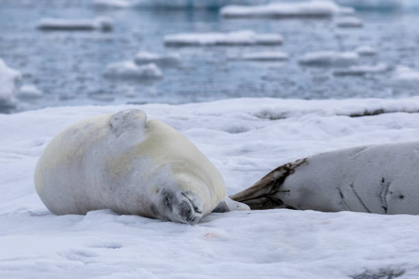 istock Portal Point, Charlotte Bay, Antarctica, Part 2 2151385490