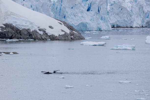 istock Portal Point, Charlotte Bay, Antarctica, Part 2 2151385807