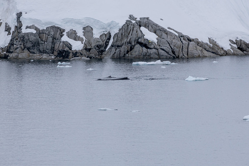 Charlotte Bay is on the west coast of Antarctic Peninsula and was discovered by Adrien de Gerlache.