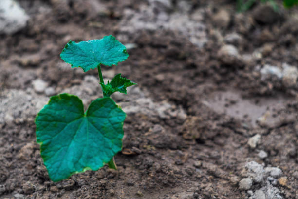 Green young cucumber seedling planted in the ground close-up with copy space for adding thematic text lettering on housekeeping, gardening, vegetable growing, autonomous survival and vegetarianism.