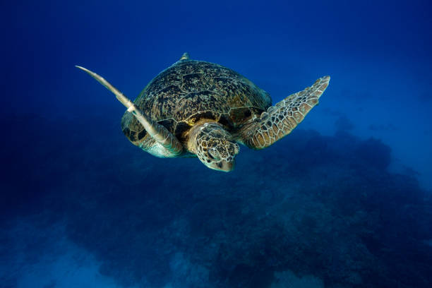 istock Green sea turtle swimming through dark blue ocean water 2151386363