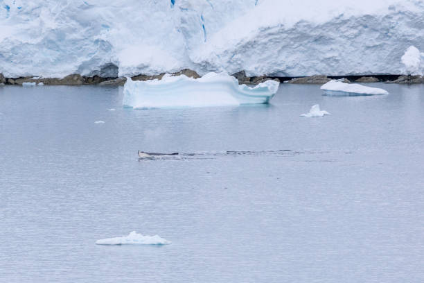 istock Portal Point, Charlotte Bay, Antarctica, Part 3 2151387067