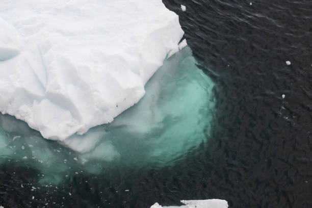 Polar bear swimming on the back in a pool