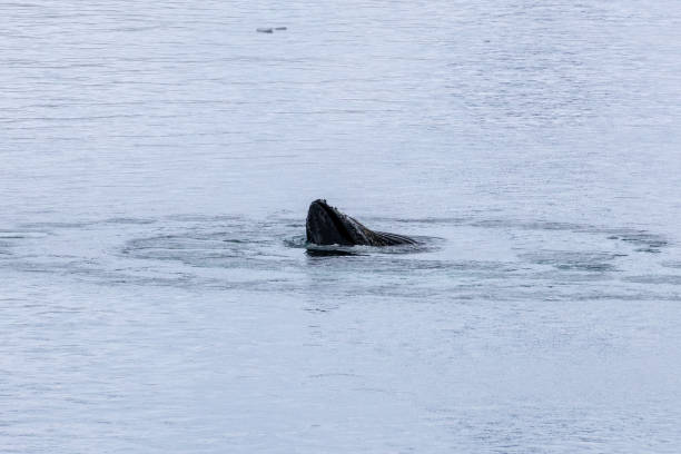 istock Portal Point, Charlotte Bay, Antarctica, Part 3 2151387177